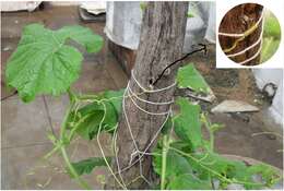 Image of Buttercup Squash