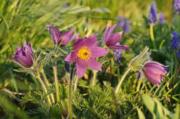 Image of Eastern Pasque Flower