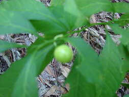 Image of Jerusalem Cherry