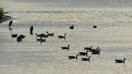 Image of Great Blue Heron