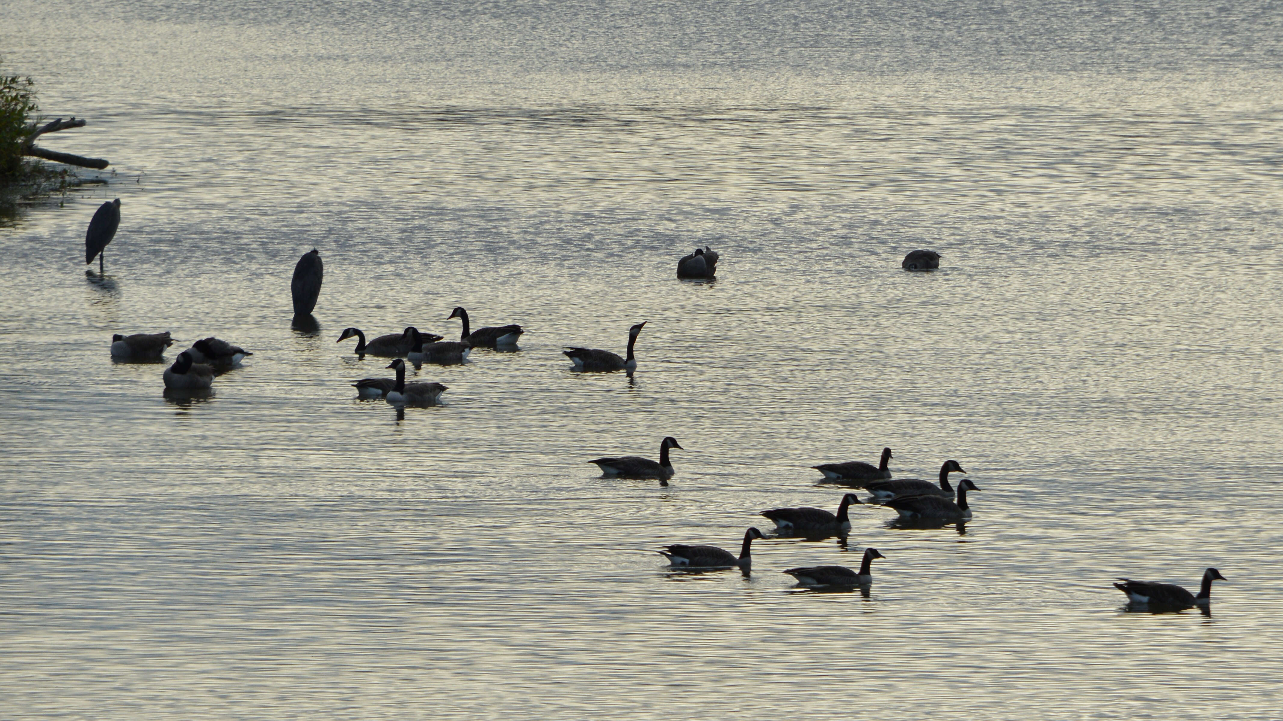 Image of Great Blue Heron