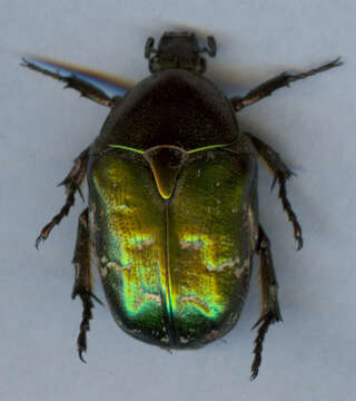 Image of Protaetia (Potosia) cuprea (Fabricius 1775)