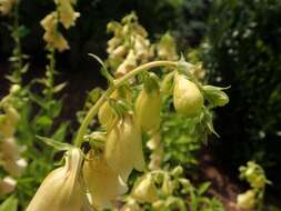 Imagem de Digitalis grandiflora Mill.