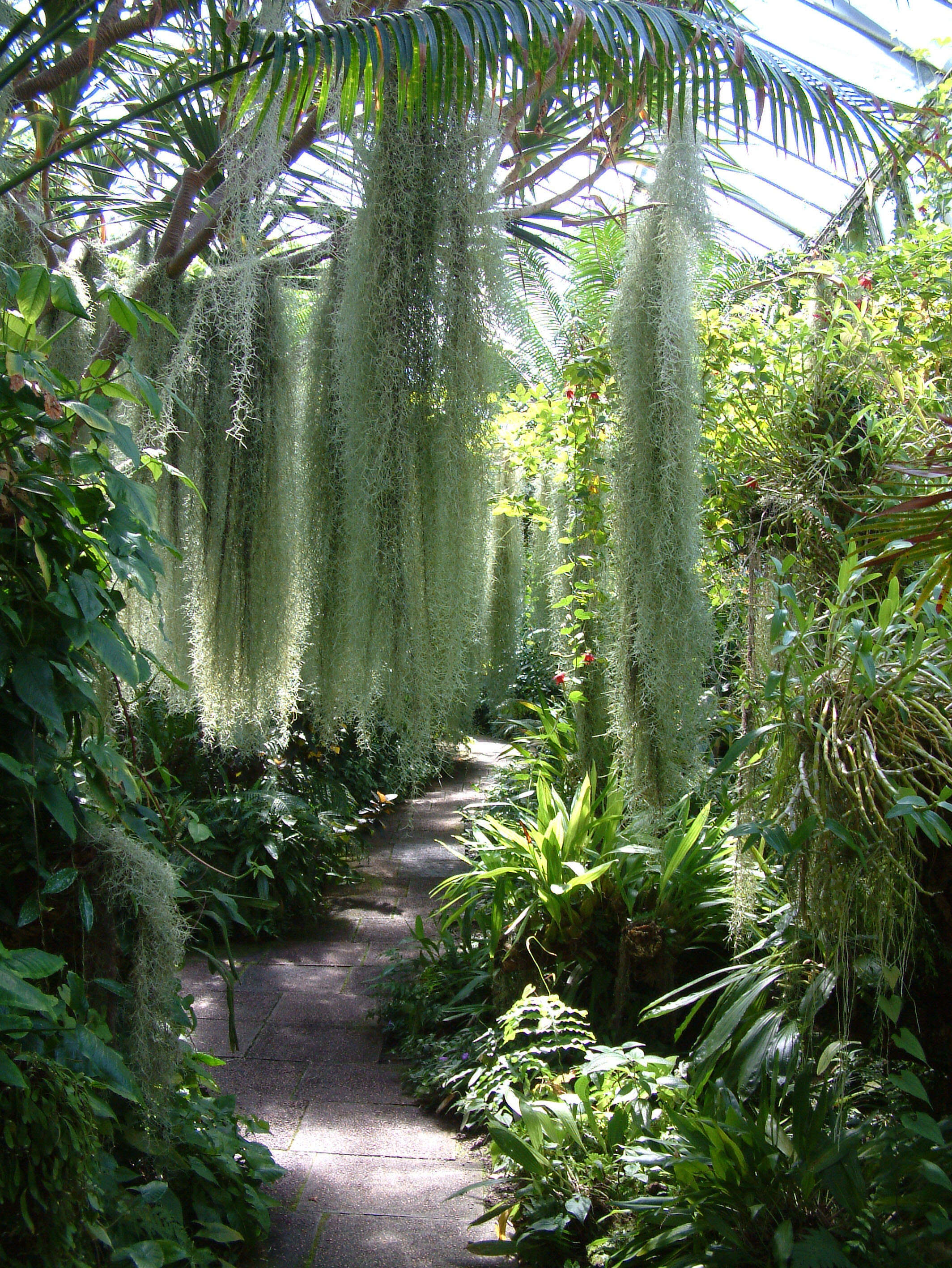 Image of Airplants