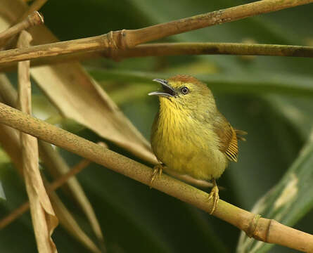 Image of Macronus gularis