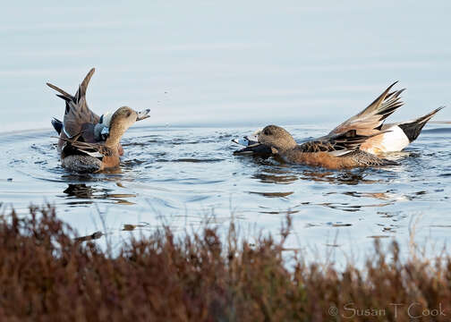 Image of American Wigeon