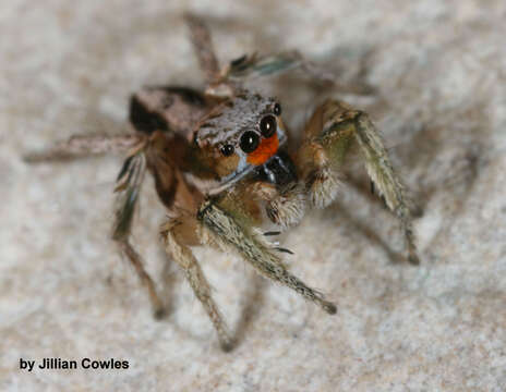 Image of Habronattus virgulatus Griswold 1987