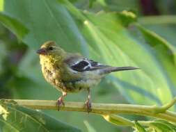 Image of American Goldfinch