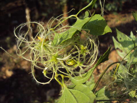 Image of Clematis javana DC.