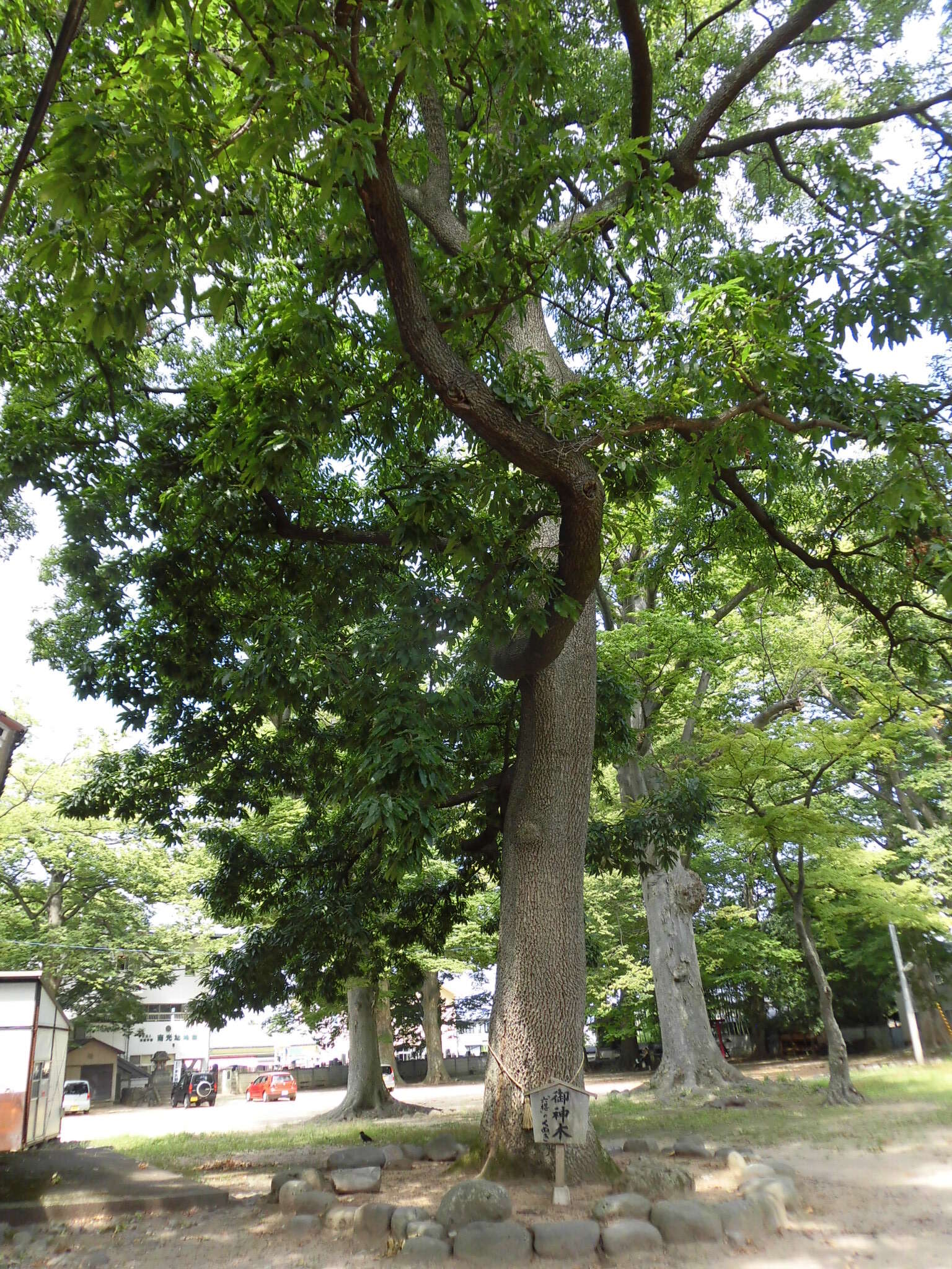 Image of Saw-tooth Oak