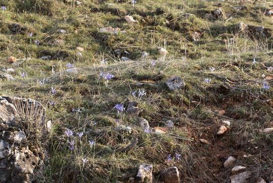 Image of Iris reticulata M. Bieb.