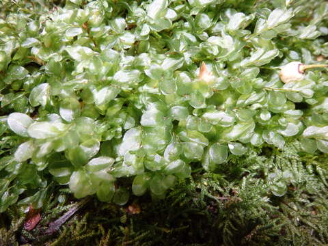 Imagem de Rhizomnium punctatum T. Koponen 1968