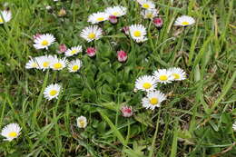 Image of Daisy