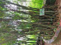 Image of hedge bamboo