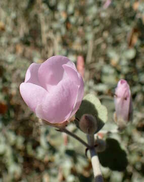 Imagem de Malacothamnus fremontii (Torr. ex Gray) Greene