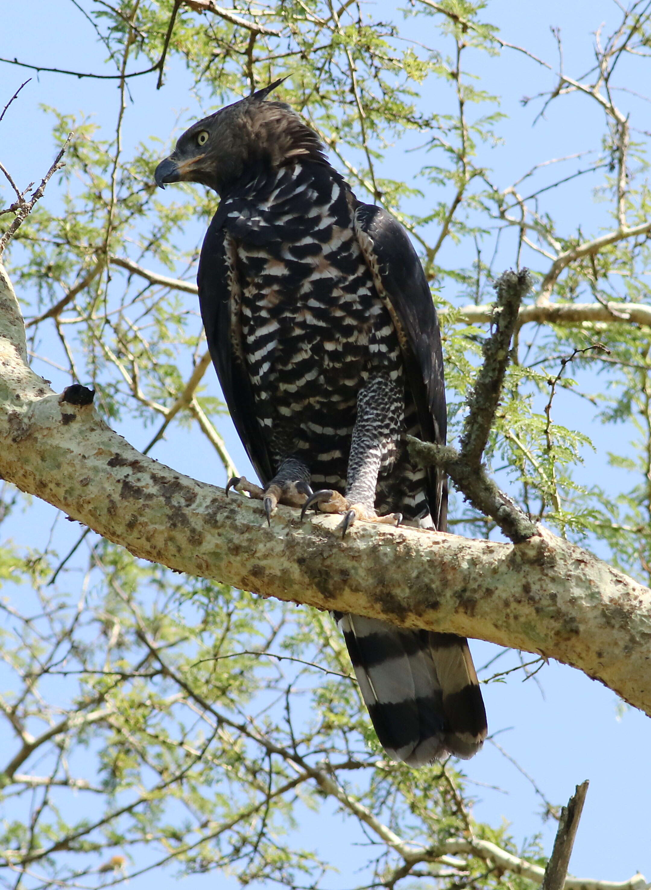 Image of Stephanoaetus Sclater & WL 1922