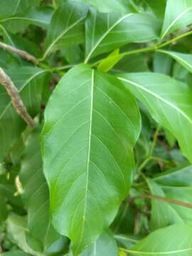 Image of Morinda tinctoria