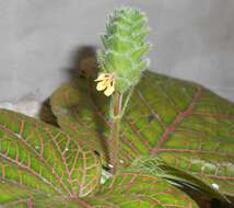 صورة Fittonia gigantea Linden