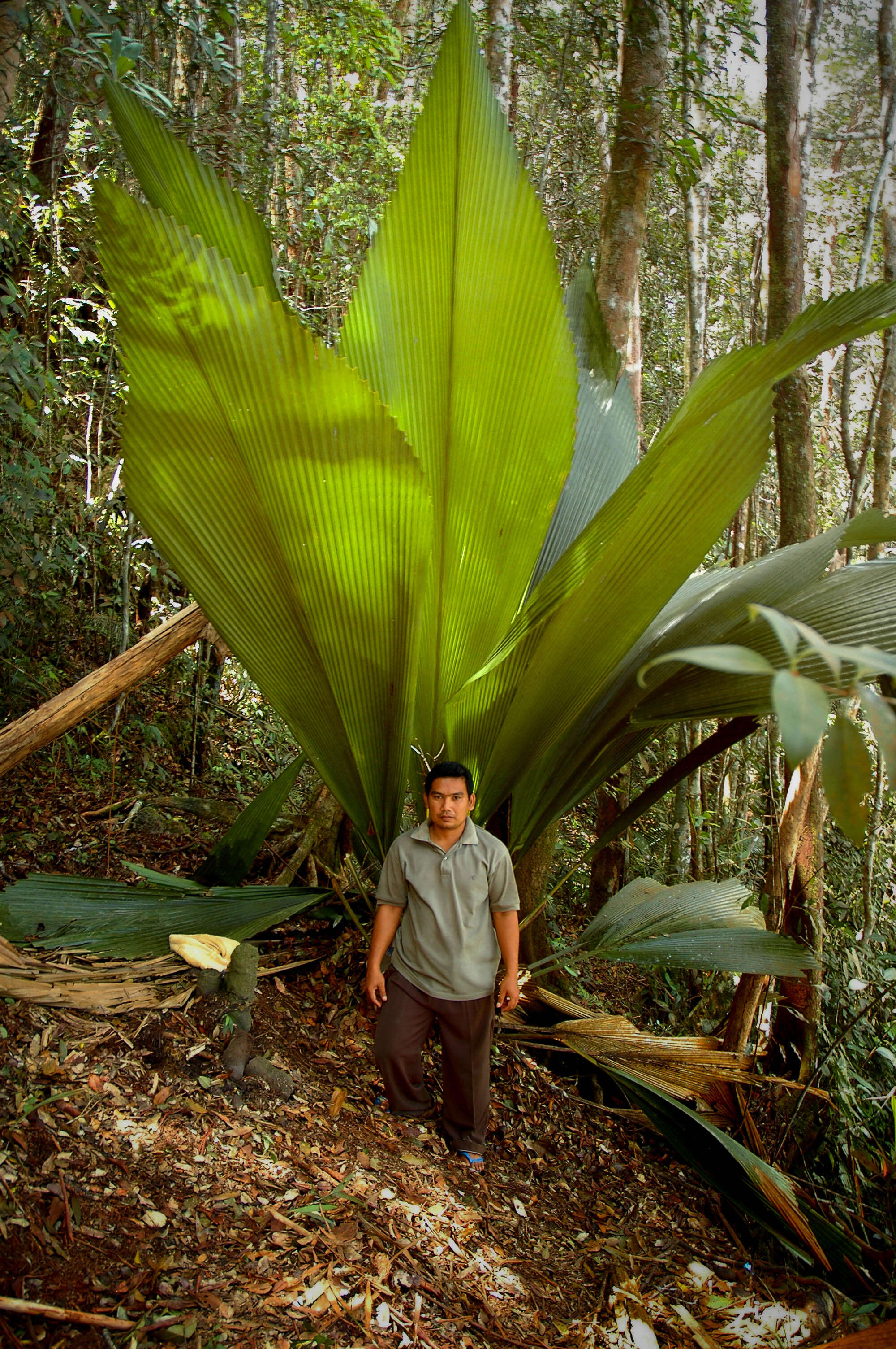 Image of Johannesteijsmannia altifrons (Rchb. fil. & Zoll.) H. E. Moore