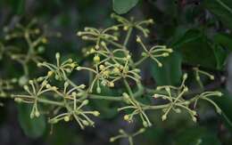 Image of Venezuelan treebine