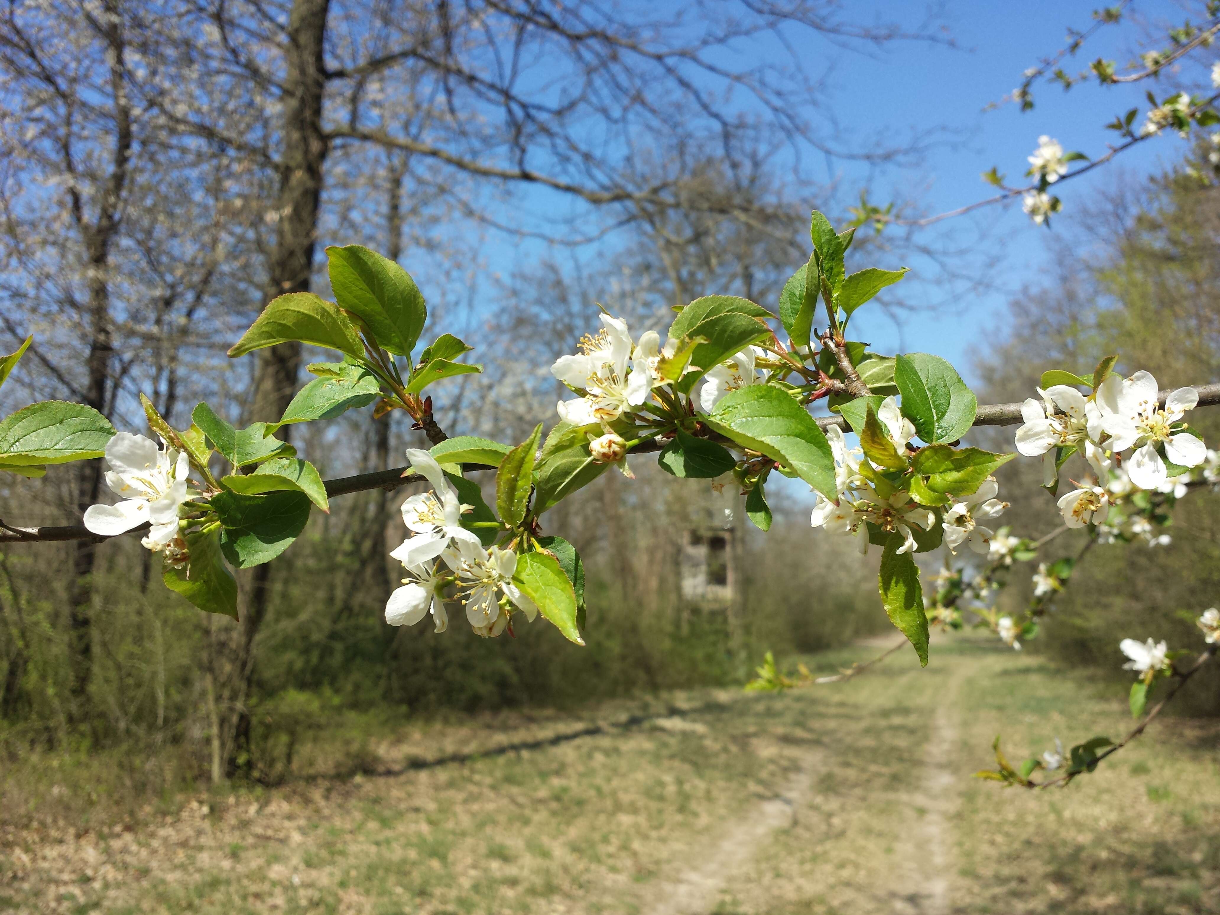 Imagem de Malus sylvestris Mill.