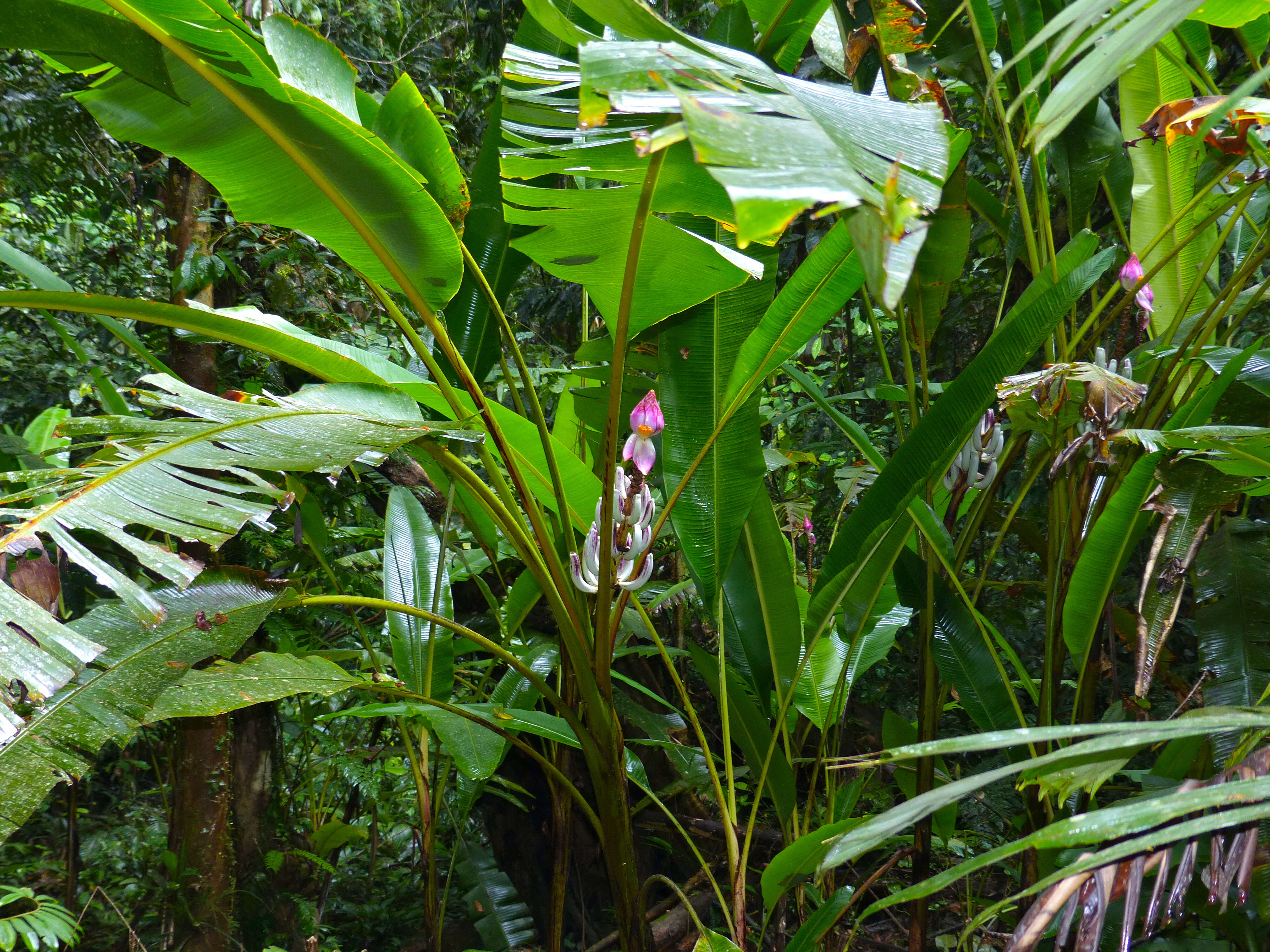 Image of Musa campestris Becc.