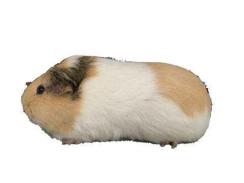 Image of Cavy