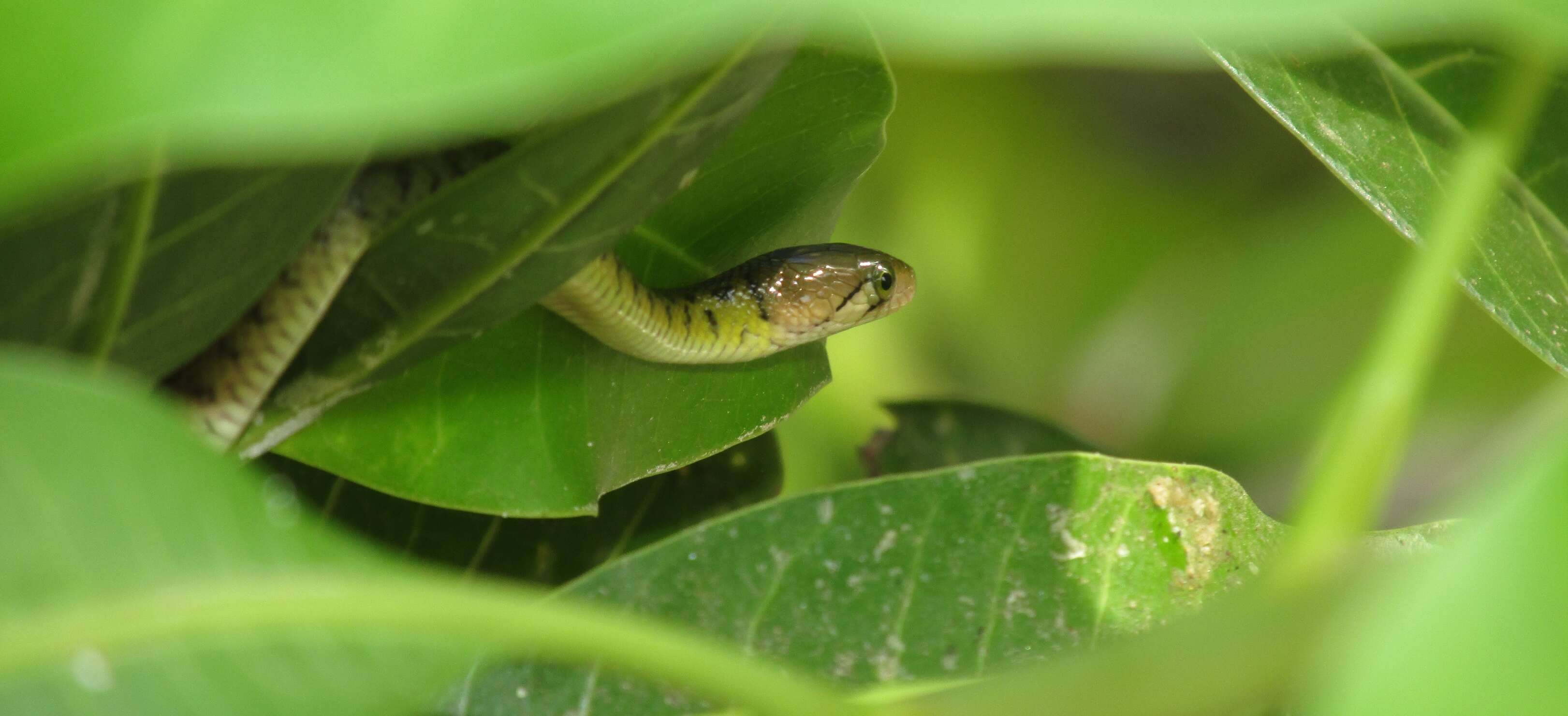 Image of Fowlea flavipunctatus