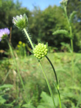 Слика од Knautia arvensis (L.) Coulter