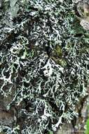 Image of Brownish monk's-hood lichen