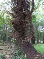 Image of Cannonball Tree