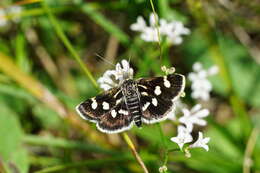 صورة Eurrhypis pollinalis