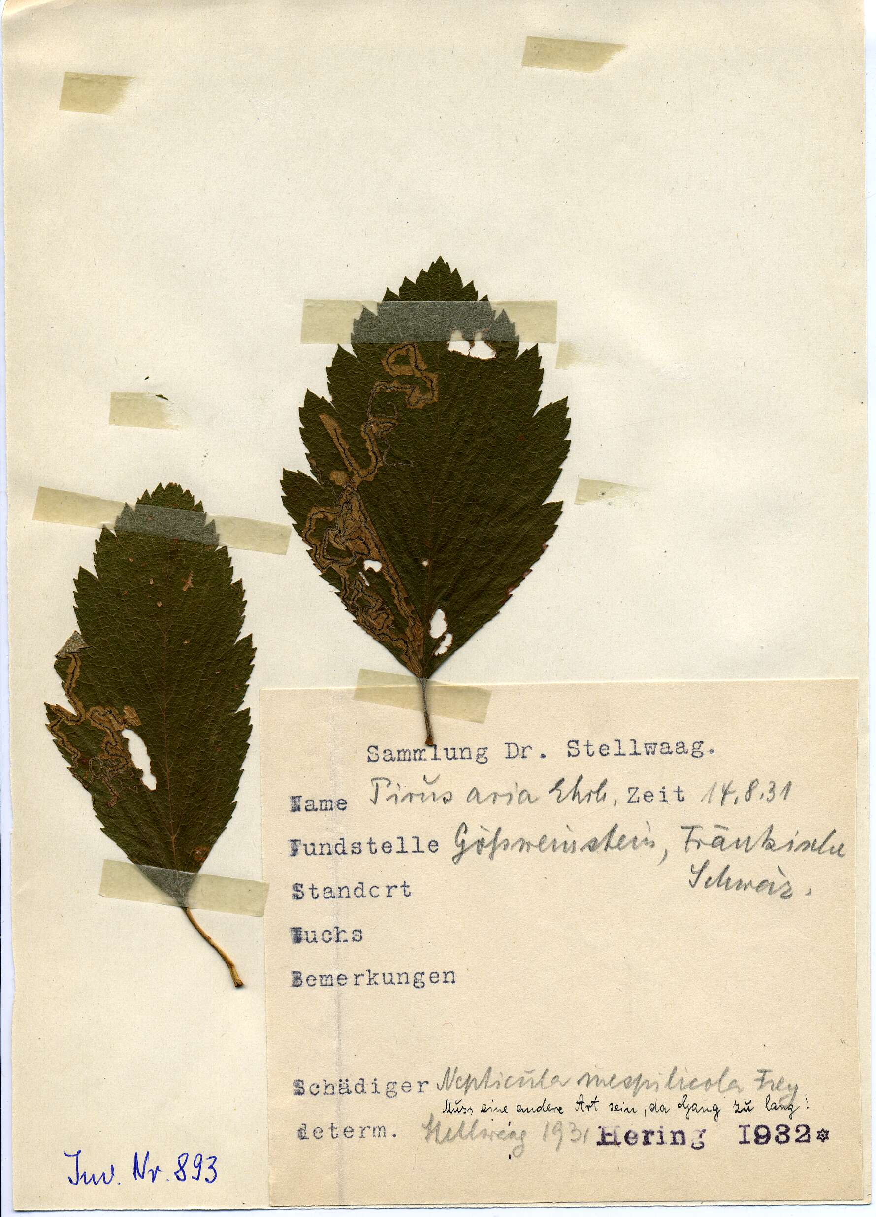 Image of Stigmella mespilicola (Frey 1856) Klimesch 1948