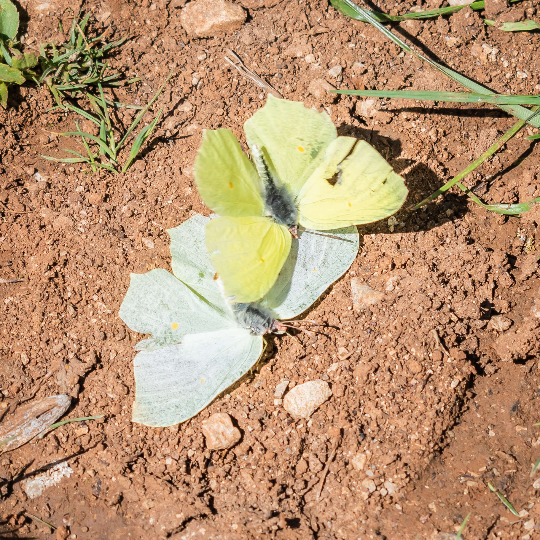 Imagem de Gonepteryx rhamni (Linnaeus 1758)