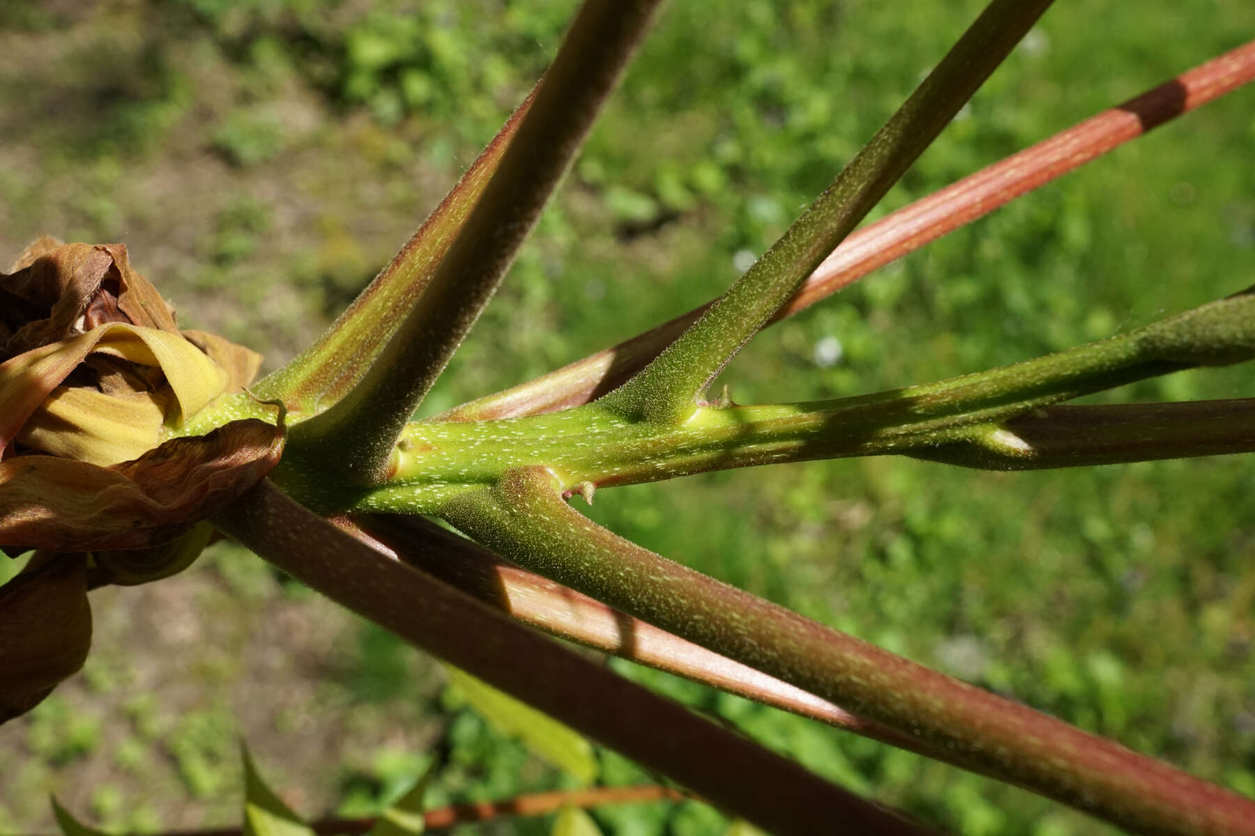 Image of shellbark hickory