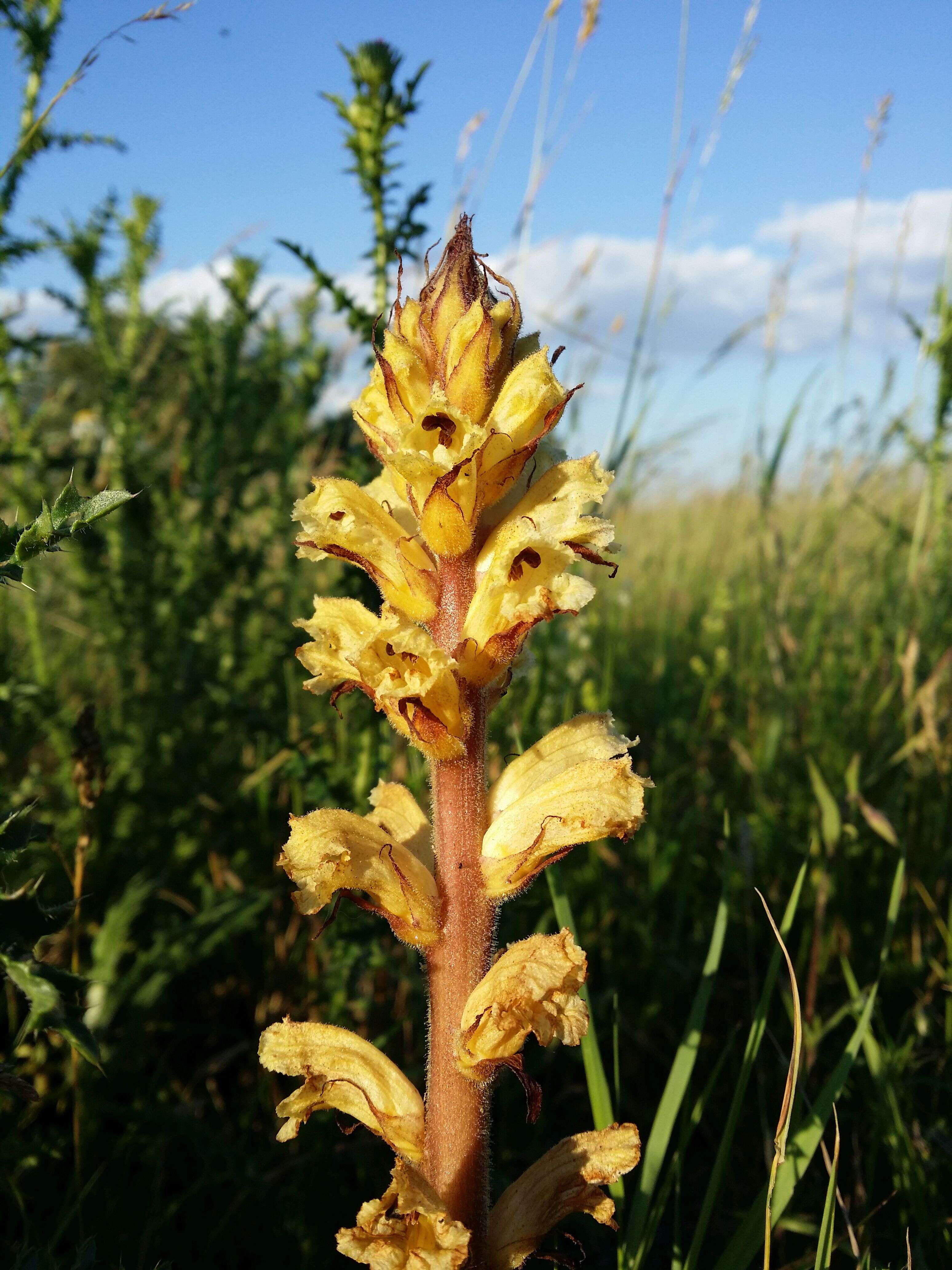 Imagem de Orobanche reticulata Wallr.