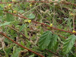 Image de Waltheria indica L.