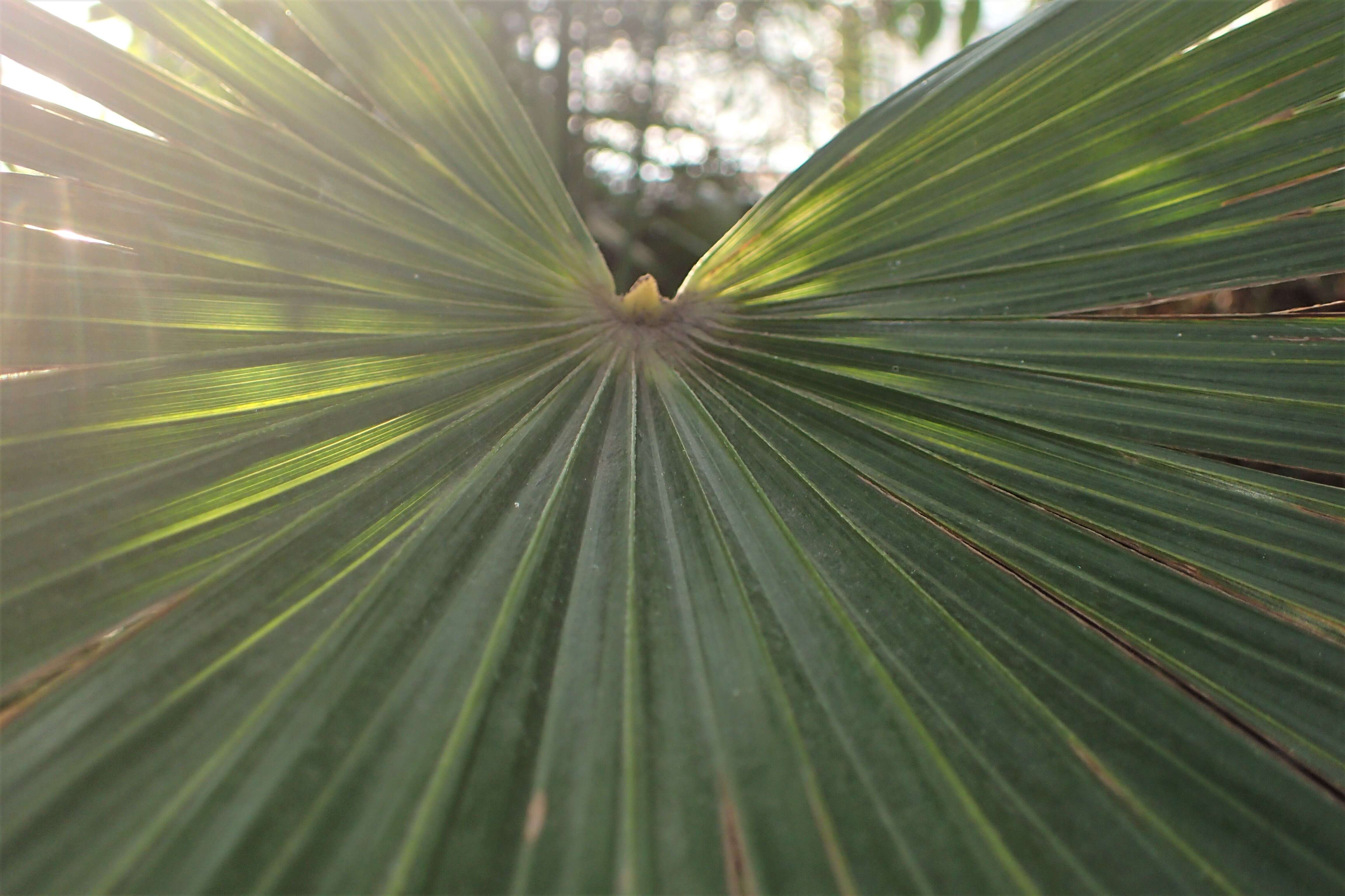 Image of Coccothrinax readii H. J. Quero