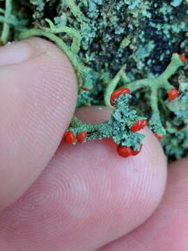 Image of Cladonia macilenta