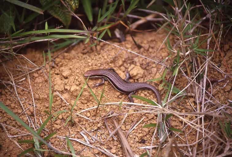 Image of Gravenhorst's Mabuya