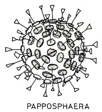 Image de Haptophyta