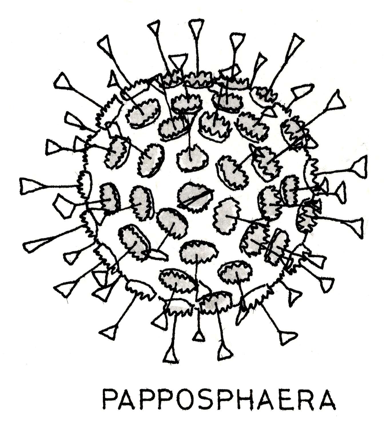 Image of Haptophyta