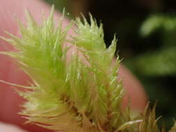 Image of Electrified Cat's Tail Moss