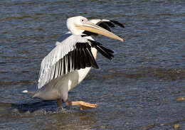 Image of Great White Pelican