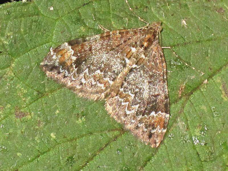 Image of common marbled carpet