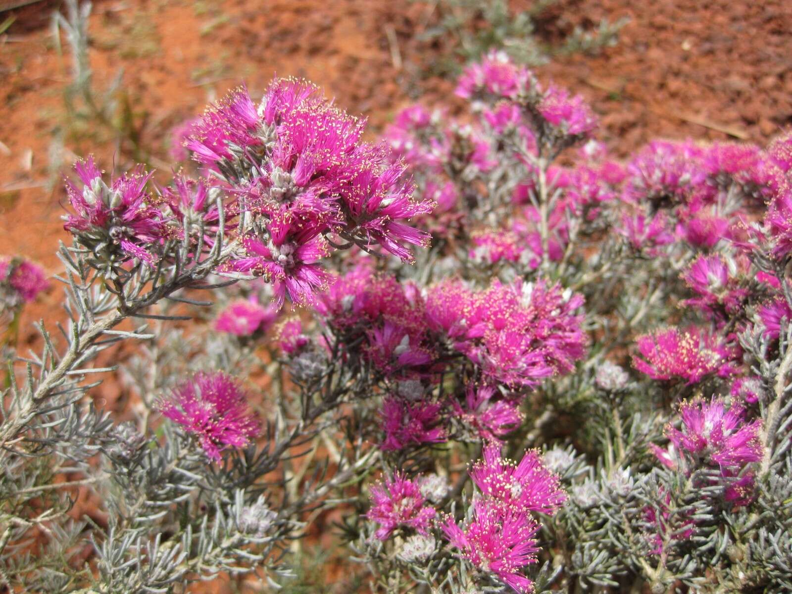 Image of Melaleuca trichophylla Lindl.