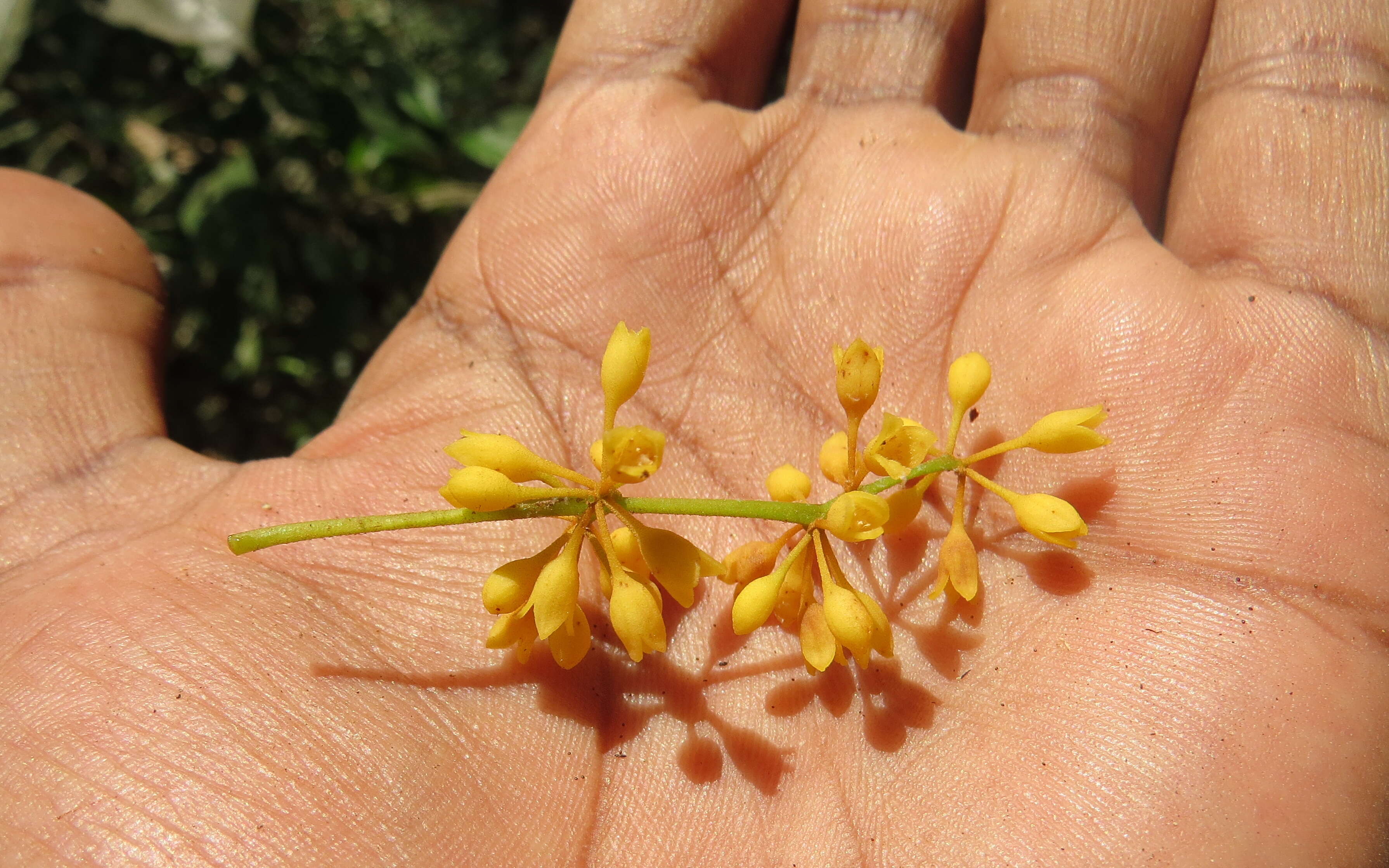 Imagem de Gymnacranthera canarica (Bedd. ex King) Warb.