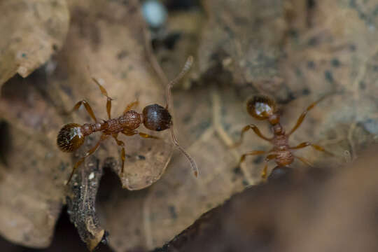 Image of Myrmica ruginodis Nylander 1846