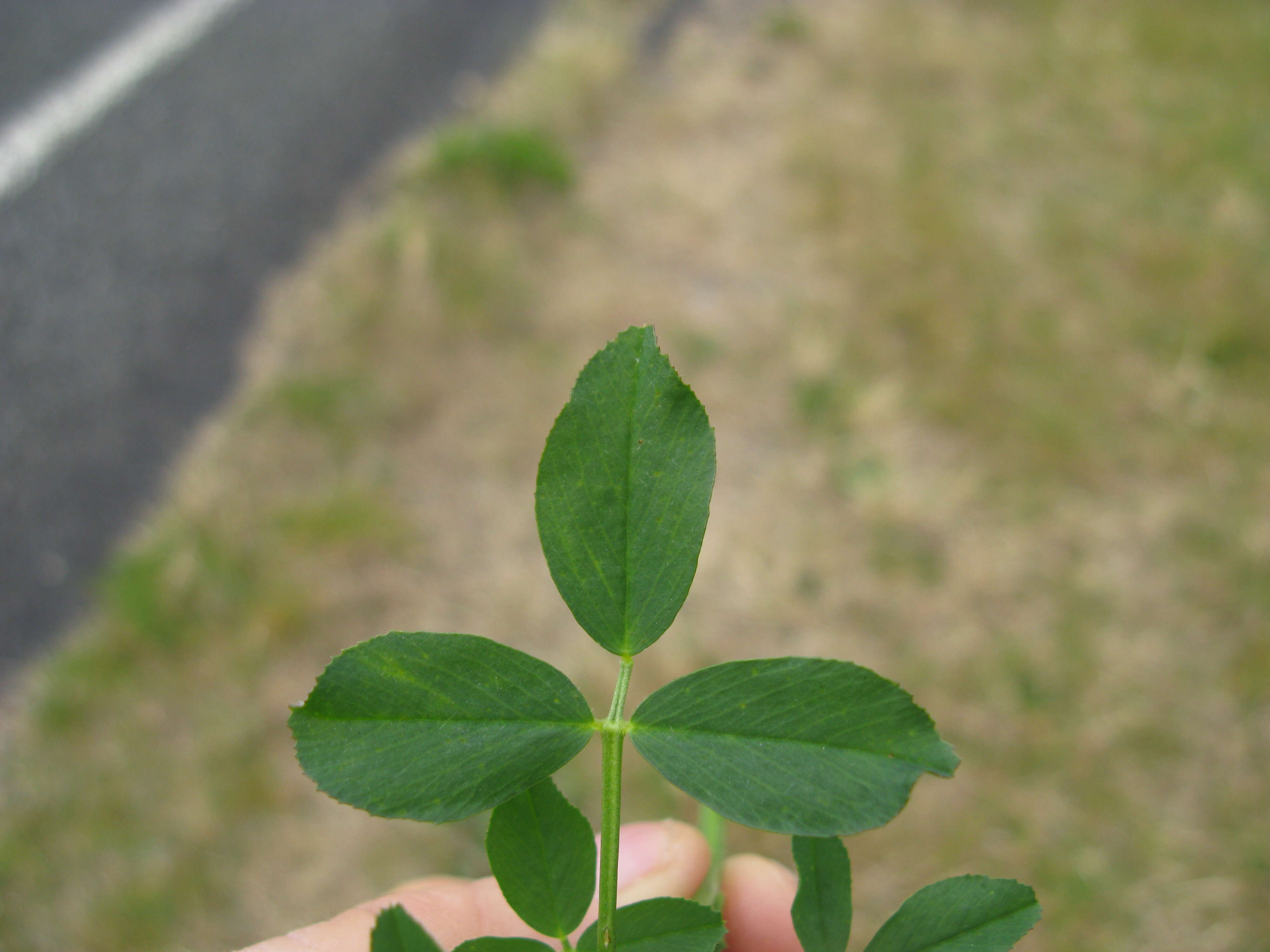 Sivun Alfalfa kuva