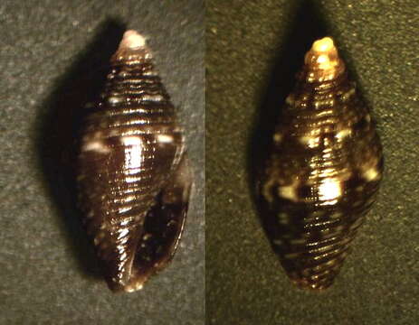 Image of Mitromorpha hierroensis Mifsud 2001